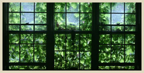 Ivy Covered Window - Fair Oaks Apartment Homes