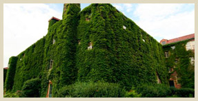 Ivy Coverings - Fair Oaks Apartment Homes